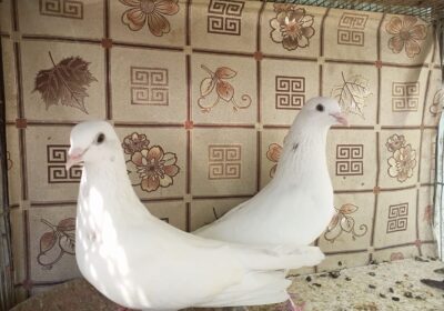 3658d1e6-dc5c-4111-ab06-fc9ed0118bfb