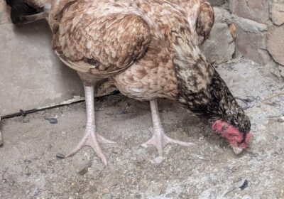 37c8c71e-f1d8-4fb9-8b97-7914ad3ccecf