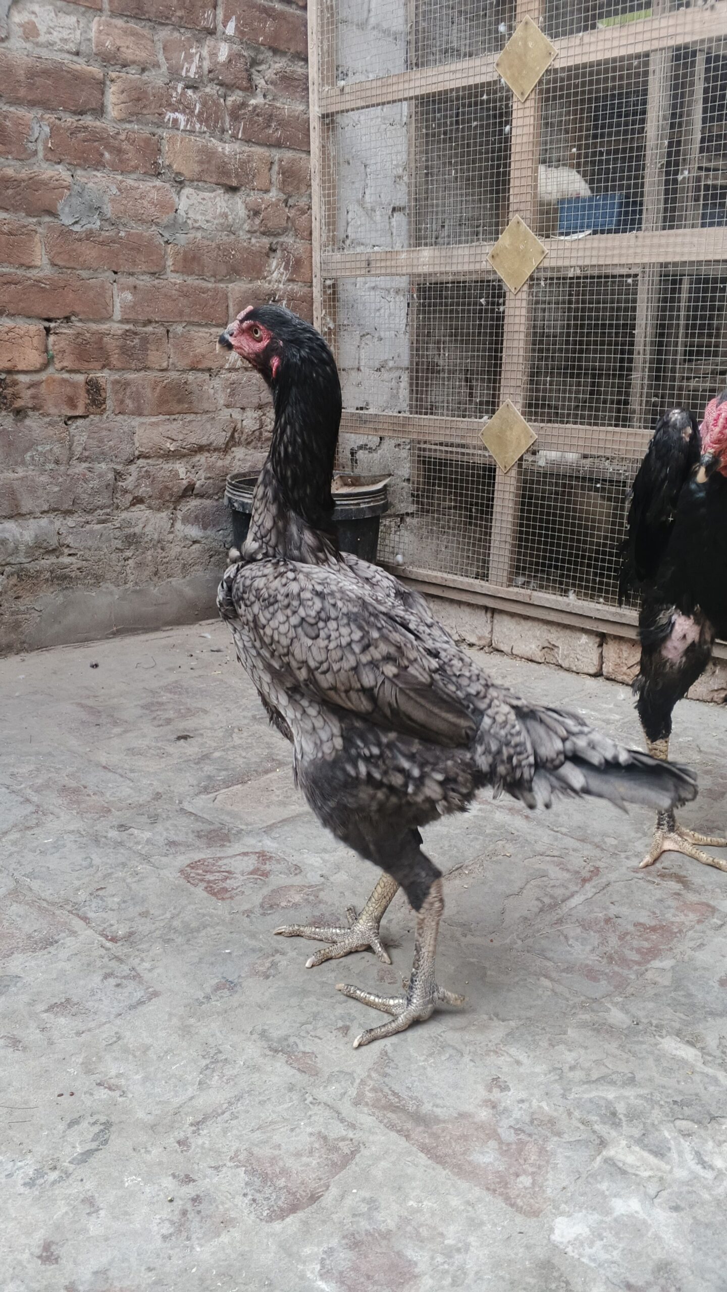 German Black Blue Shamu