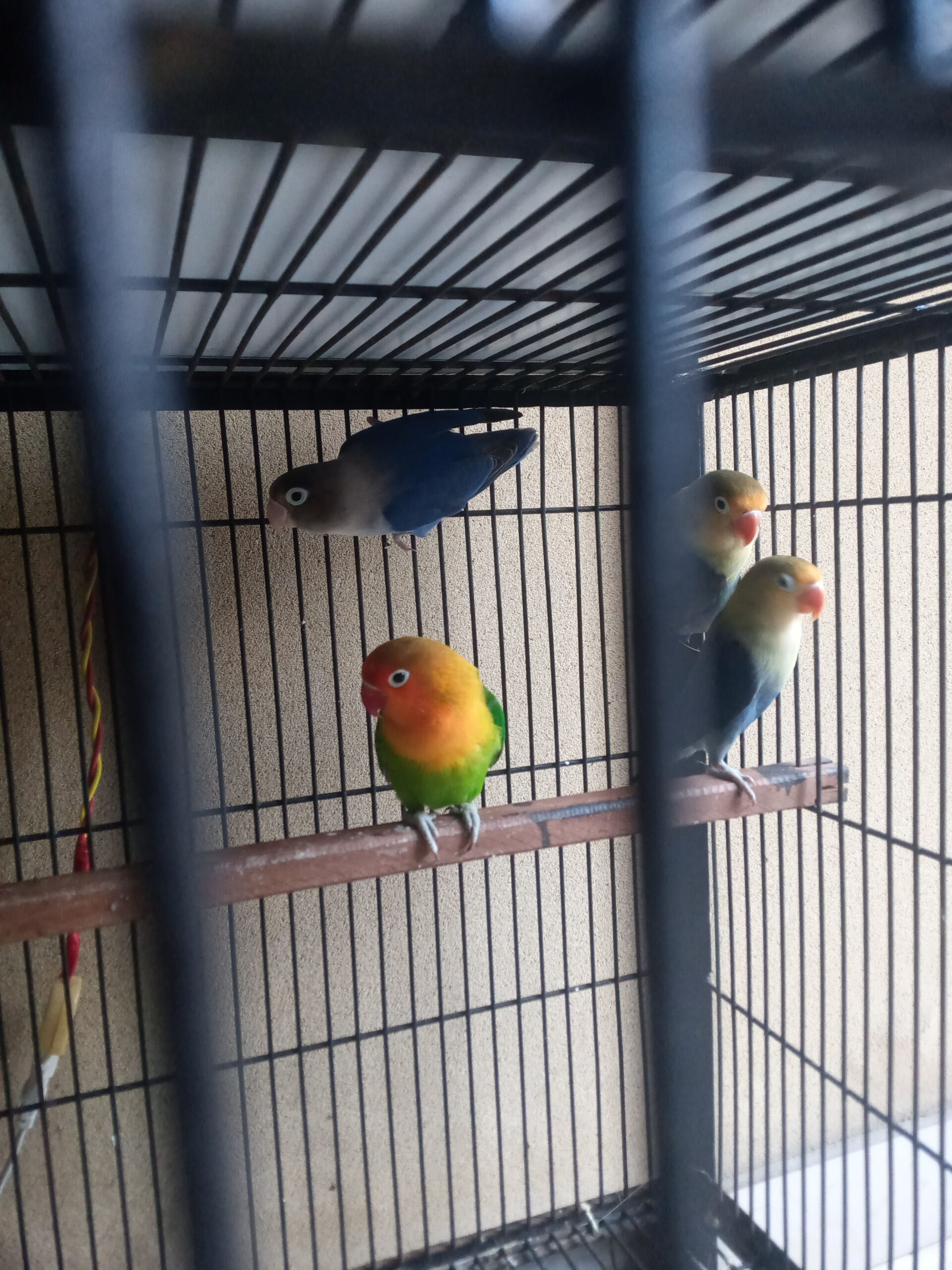 Love bird argant for sale