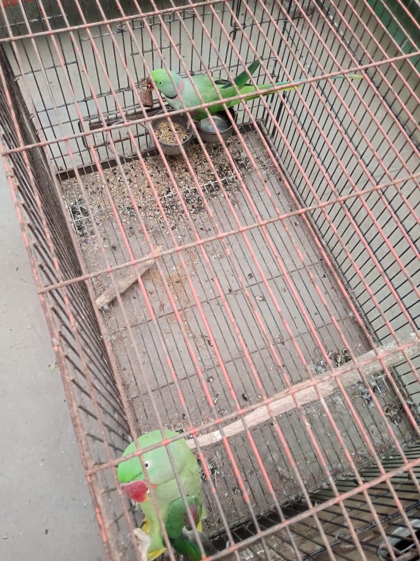 Raw Adult Breeder Pair For Sale.