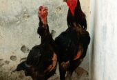 Thaii pakoya breedar pair for sale