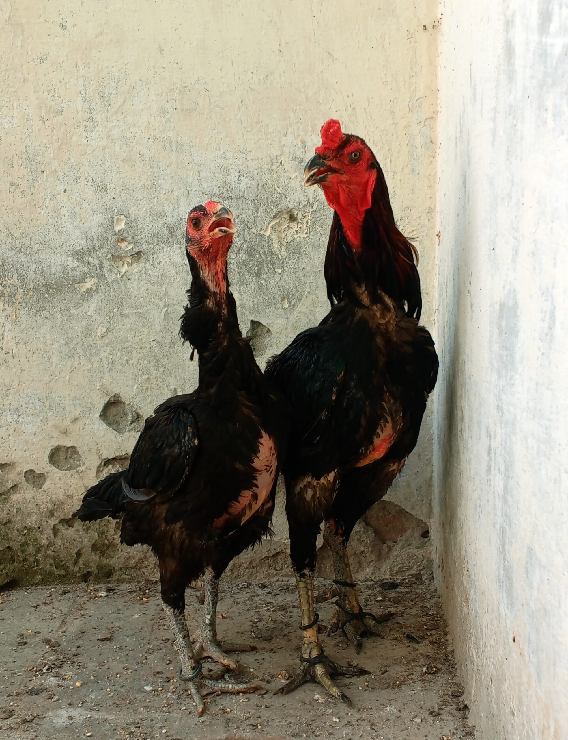 Thaii pakoya breedar pair for sale