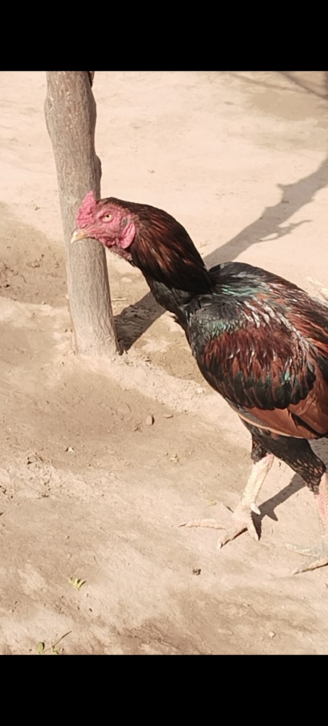 Aseel Miawali for sale