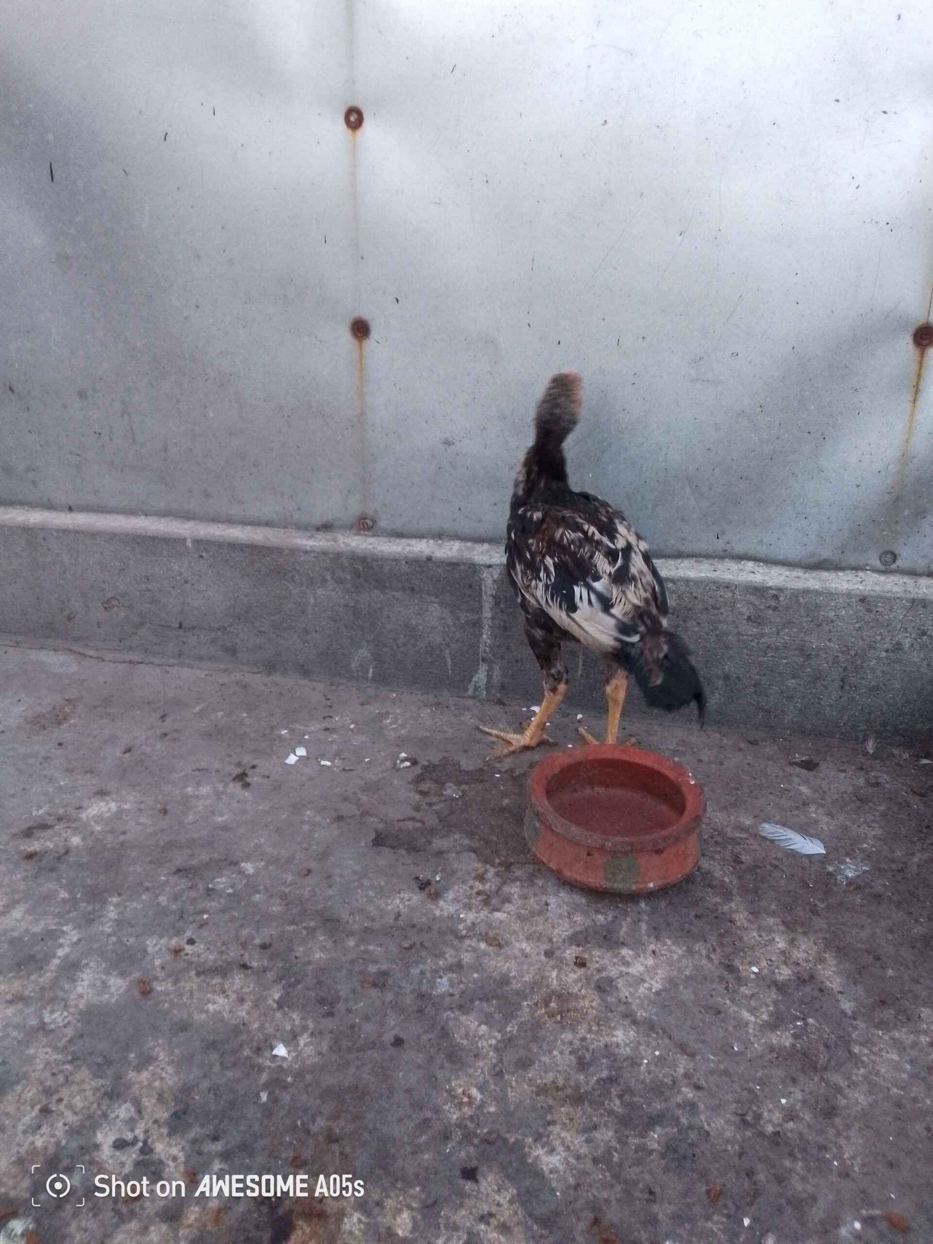 آسیل مرغہ برائے فروخت –– 4 ماہ کا صحت مند