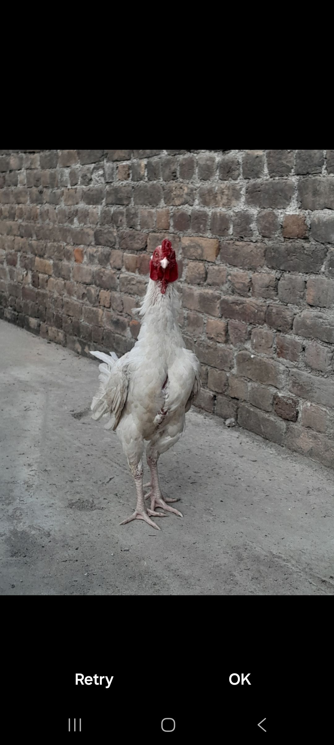 Paper white aseel heera