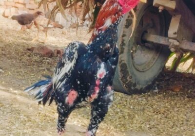 4fd65fae-7133-4242-a050-d34900368380