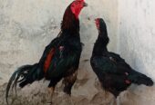 Thaii pakoya breedar pair for sale