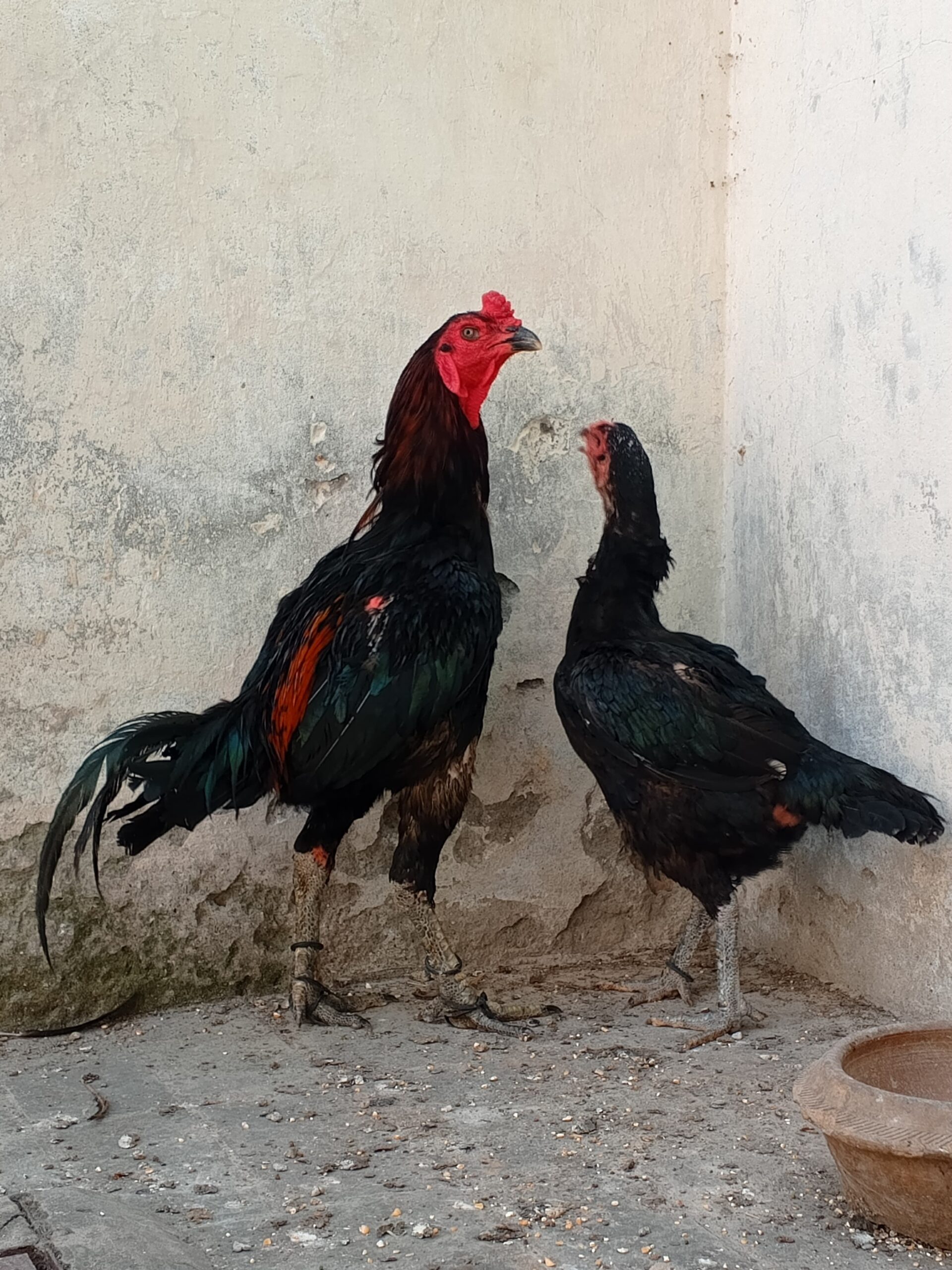 Thaii pakoya breedar pair for sale