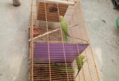 Ringneck Adult Breeder Pair For Sale.