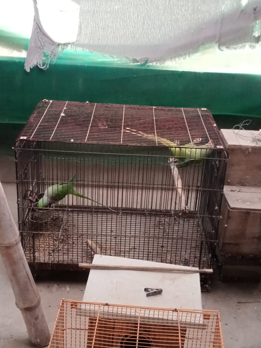 Raw Adult Breeder Pair For Sale.