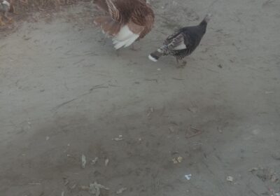 5abcf957-eabf-4b03-9c10-f142aa0579df