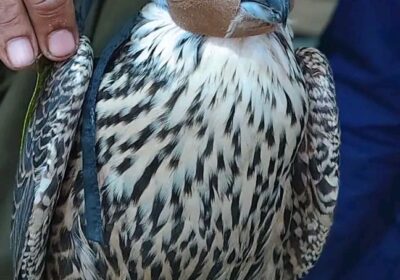 5b0e6bc2-b838-441b-9340-62b3b954a618