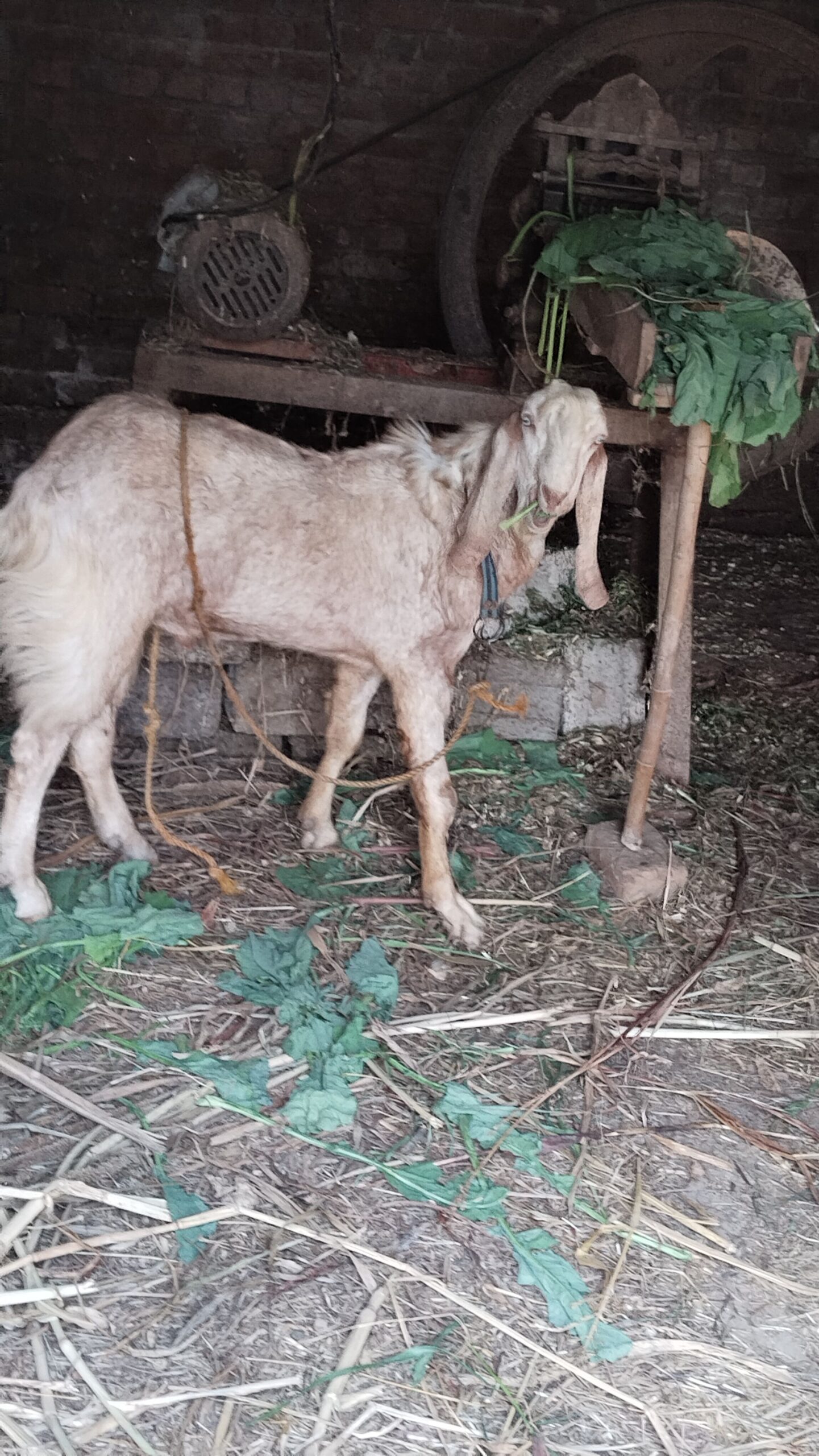 Rajanpuri bakra