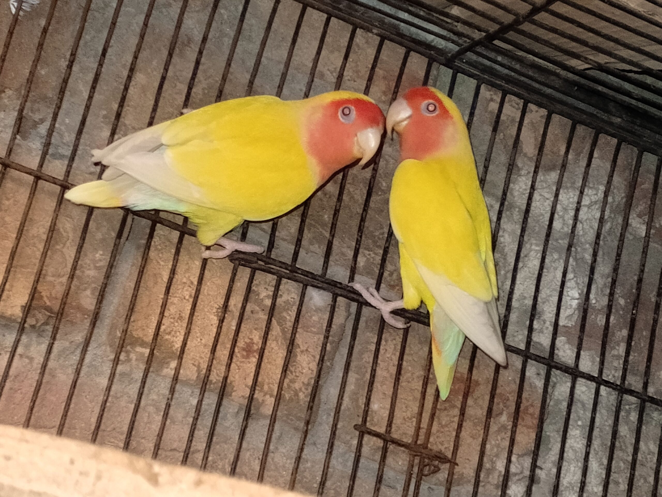 Beautiful Latino red rosy face pair