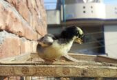 Mianwali aseel chick 1 month