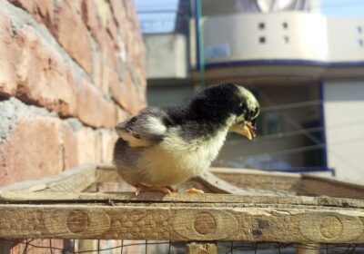 60278ccc-7c37-4904-a17c-ba22d9518870