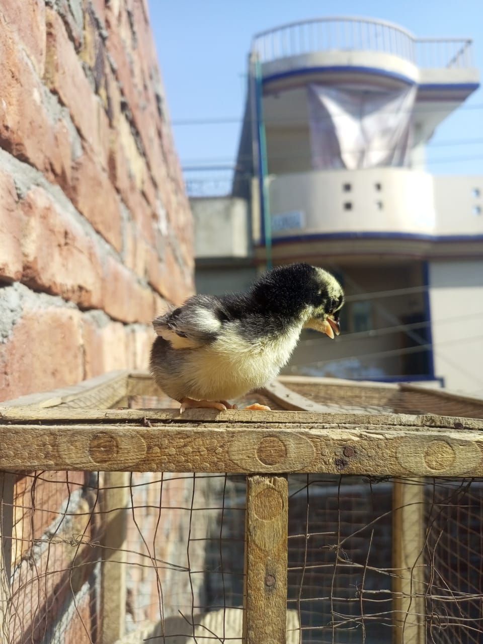 Mianwali aseel chick 1 month