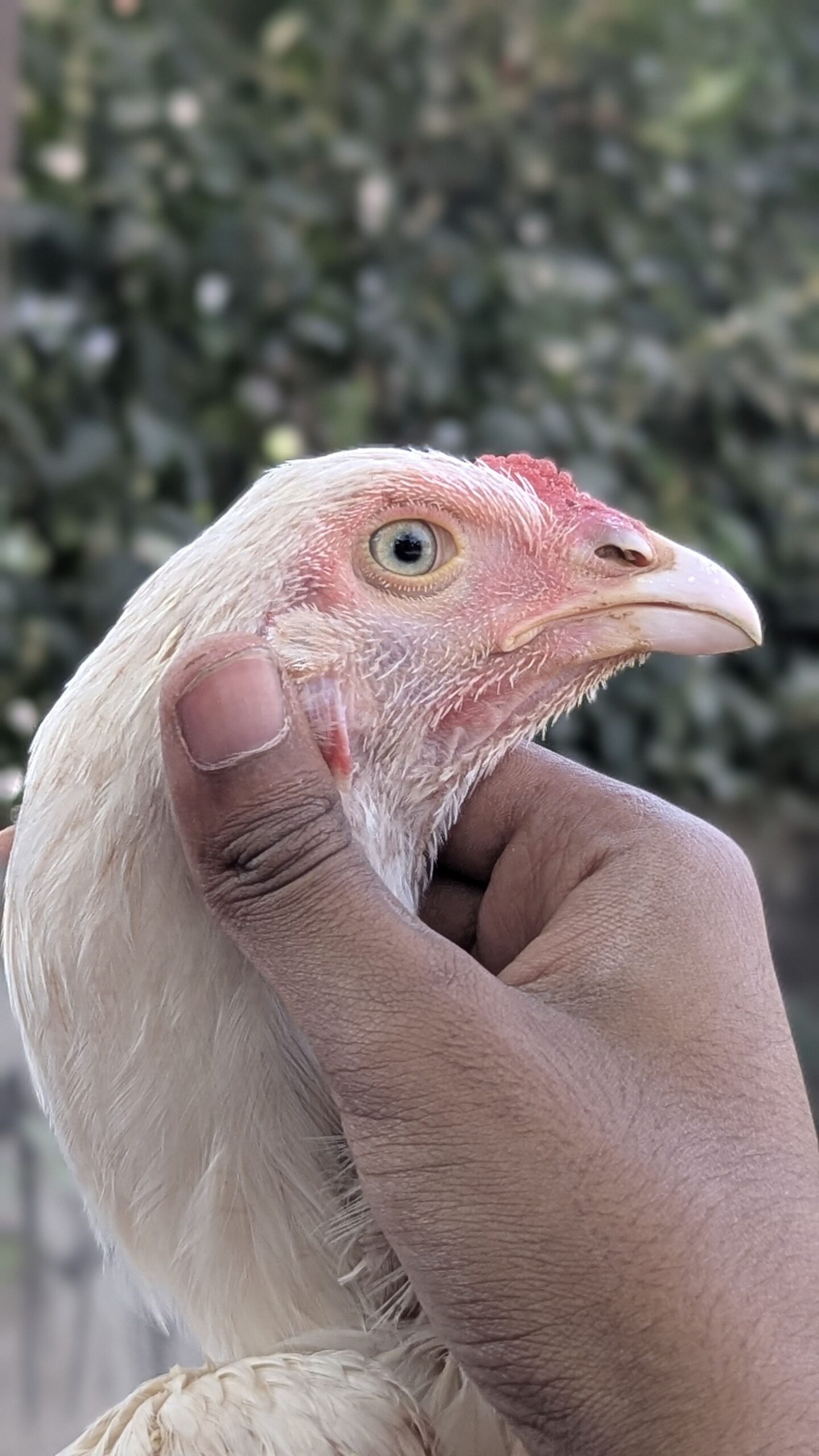 HEERA ASEEL PAIR FOR SALE