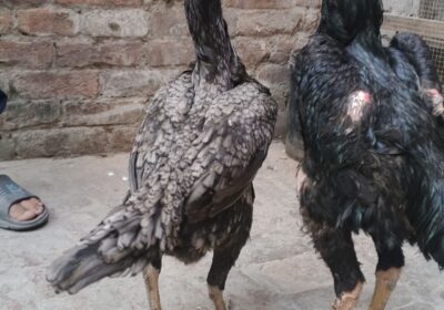 6111dde8-8f26-44d7-9d76-30343ec83e1c