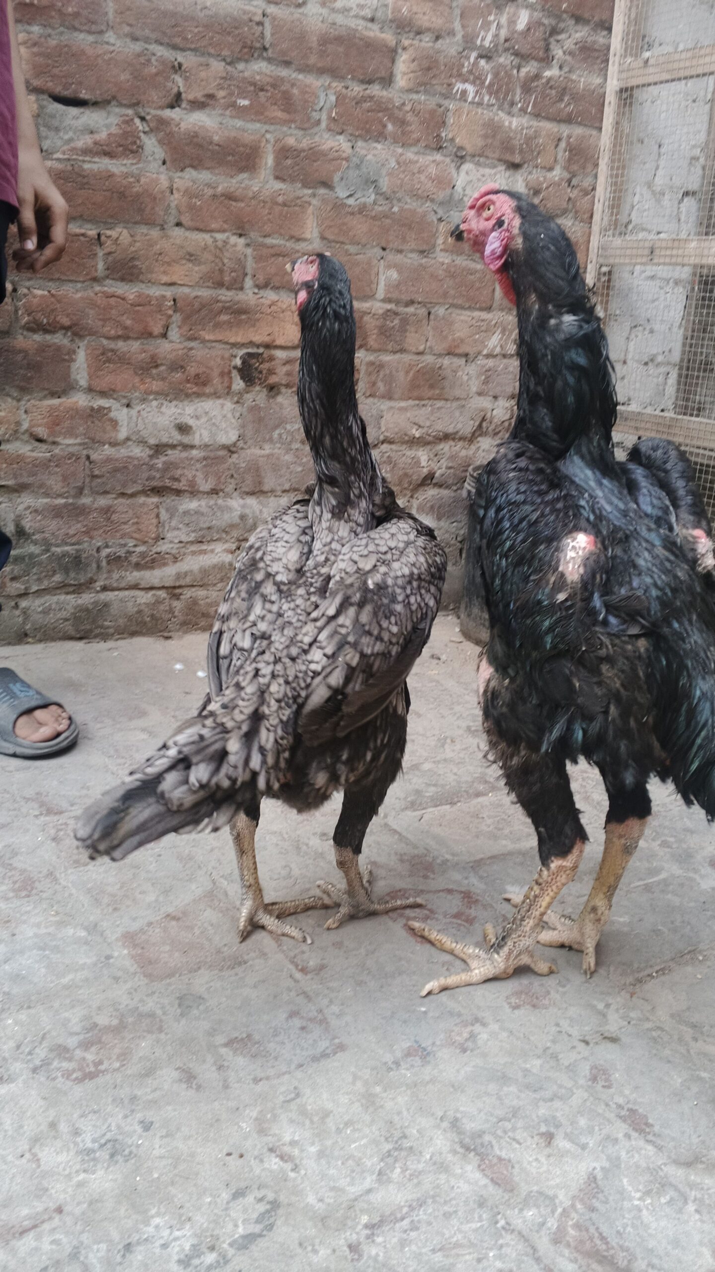 German Black Blue Shamu