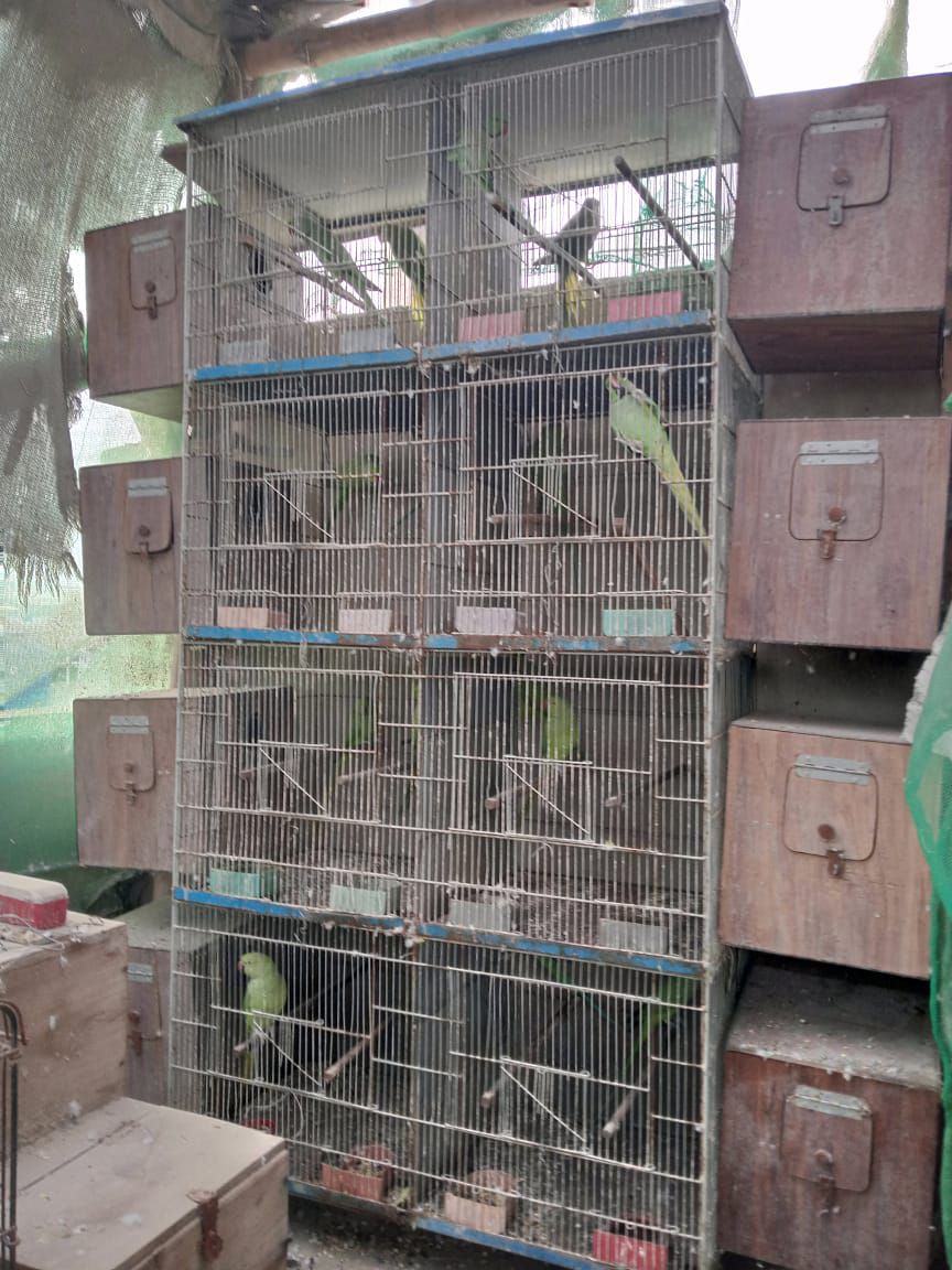 Ringneck Adult Breeder Pair For Sale.