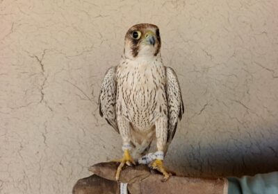 63dc00d4-a661-493f-a1b6-e5b2d3a1d905