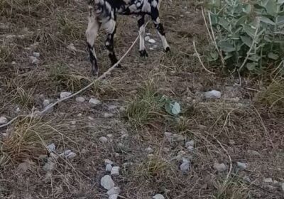 68a1c20b-d877-40ed-90d6-79dd1526a9e4