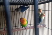 Love bird argant for sale