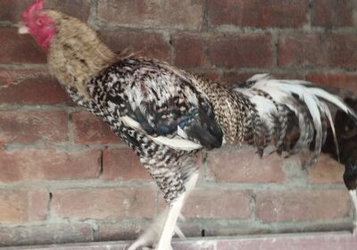 6aa3faea-201a-4132-849f-2ef34e3cab41