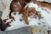 Kashmiri goat for sale