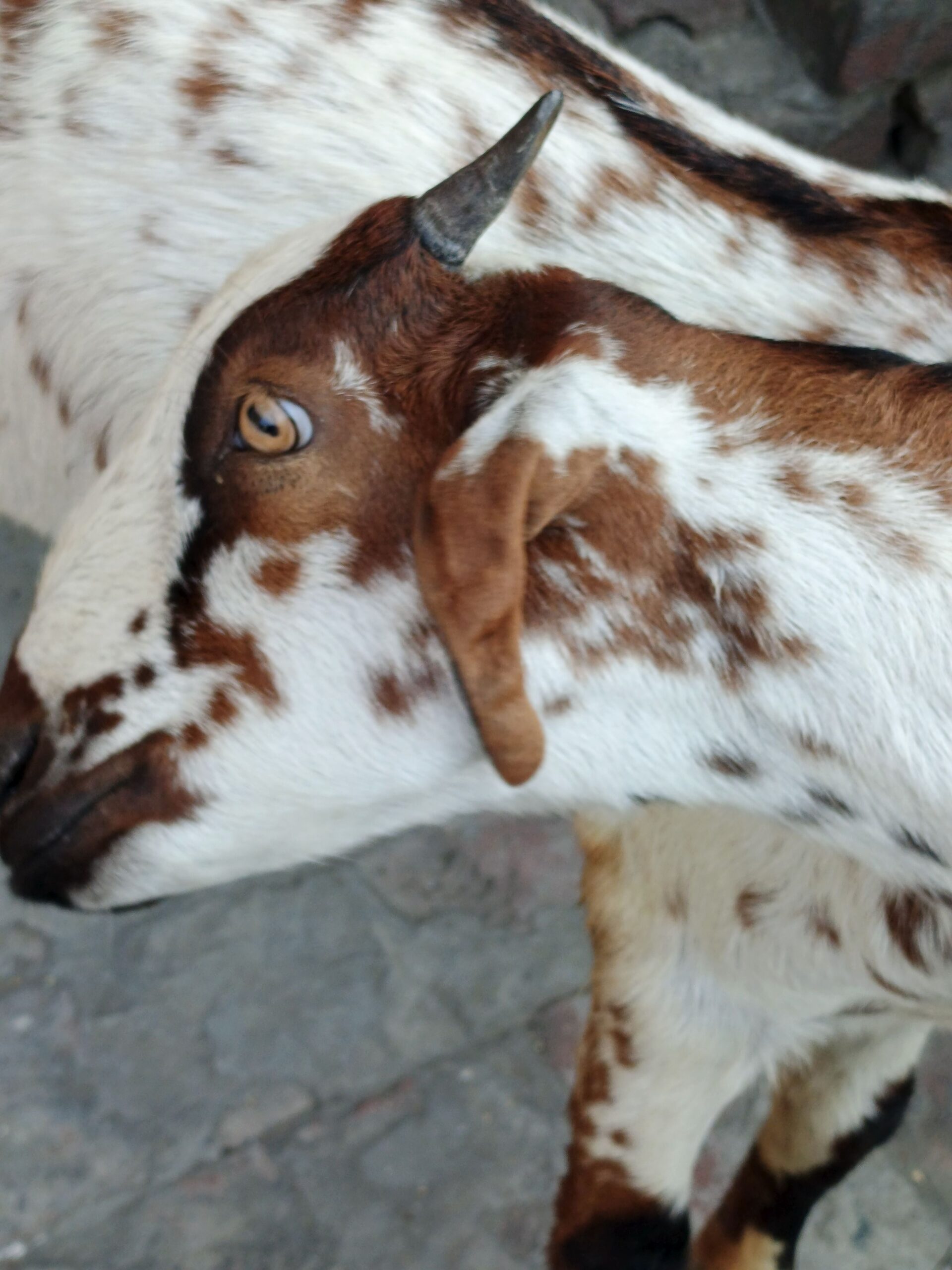 Kashmiri goat for sale