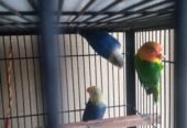 Love bird argant for sale