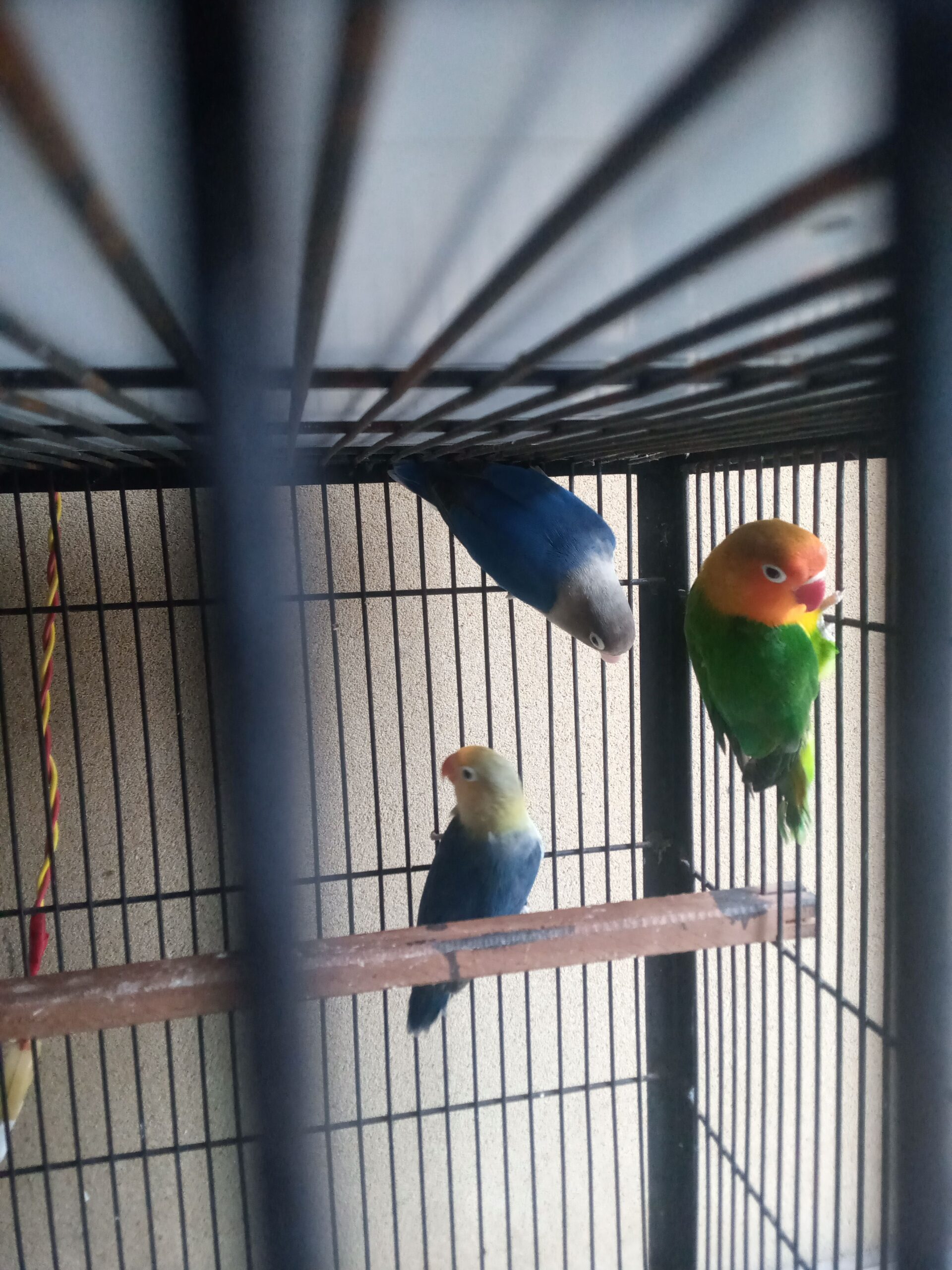 Love bird argant for sale