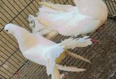 2 pigeon for sale
