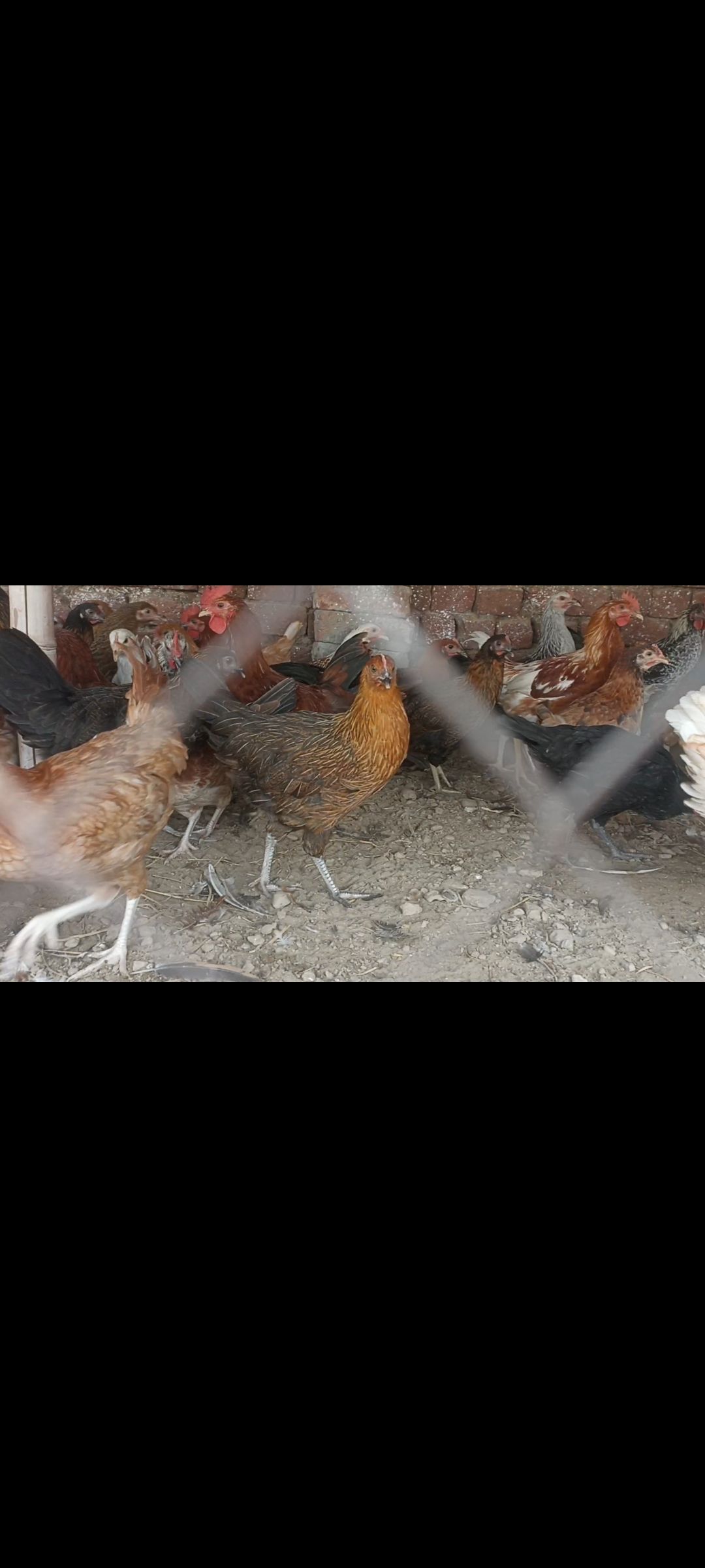 🥰Golden misri Starter pathi 🐓 1200 pr piece ✅ Mashallah totally active & Vaccinated ✅ Weight average 1 kg + Male female mix available 🐓 📍Loc.Shahdra.Lahore Wtsp.03143525138 Best for Upcoming egg 🥚 season ✅