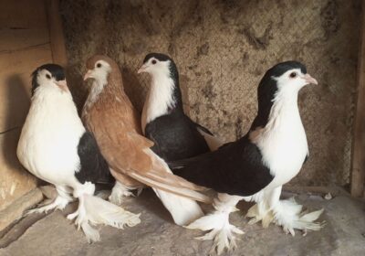 7c6e3ce6-3387-4942-a068-85e55d1b4760