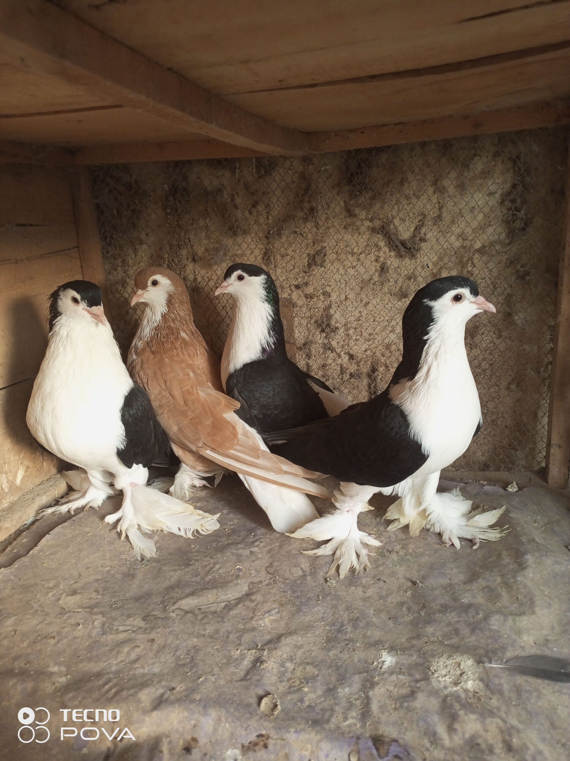 لاہوری شیرازی چار پیس