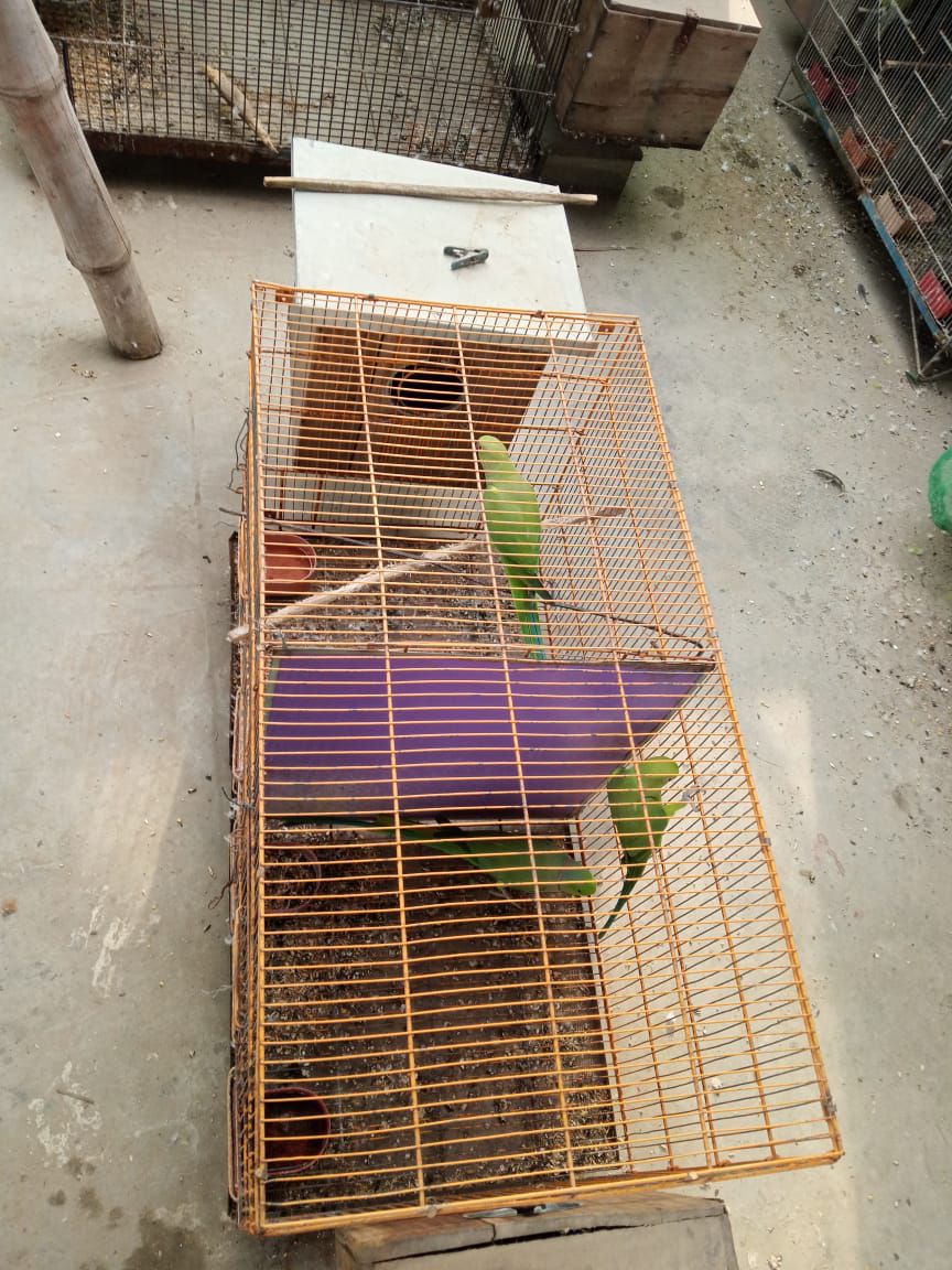 Ringneck Adult Breeder Pair For Sale