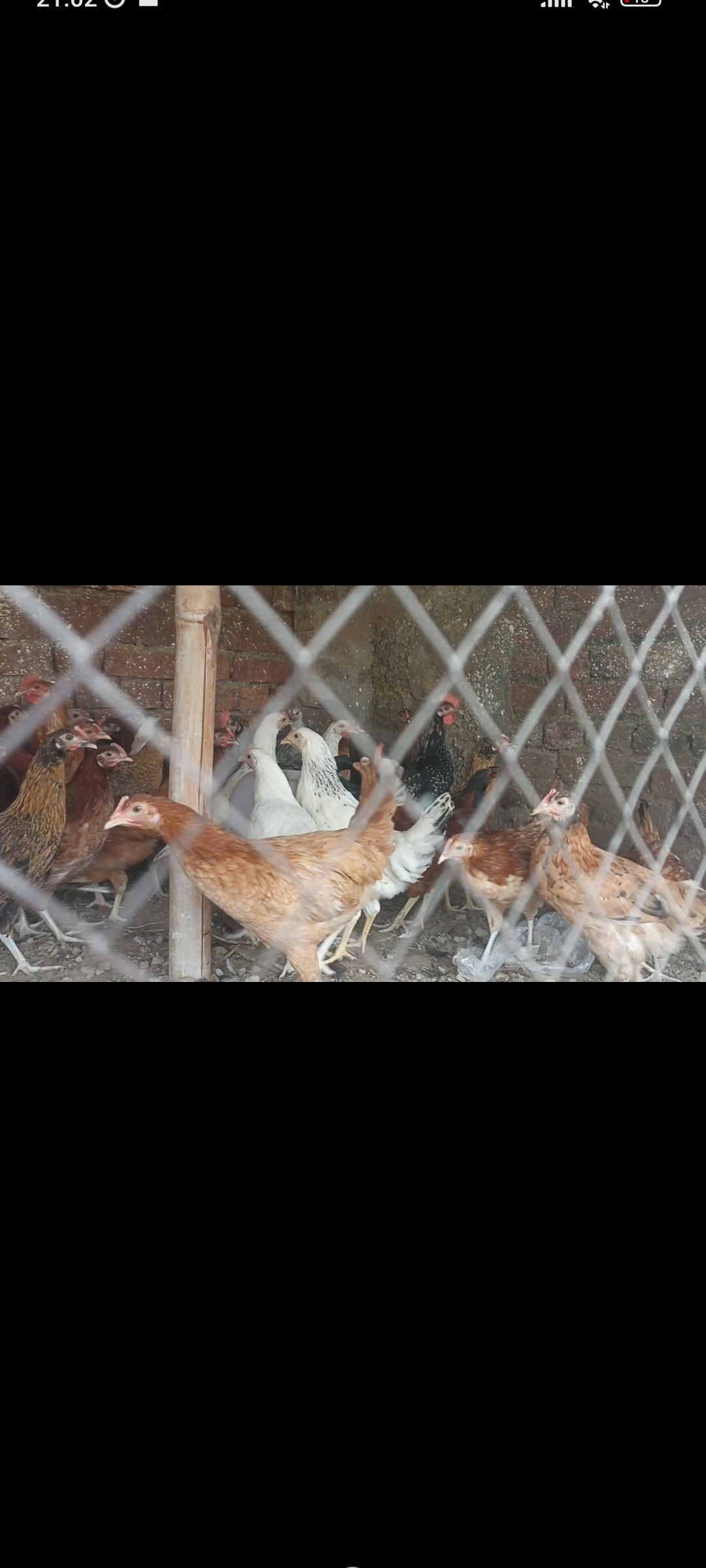 🥰Golden misri Starter pathi 🐓 1200 pr piece ✅ Mashallah totally active & Vaccinated ✅ Weight average 1 kg + Male female mix available 🐓 📍Loc.Shahdra.Lahore Wtsp.03143525138 Best for Upcoming egg 🥚 season ✅