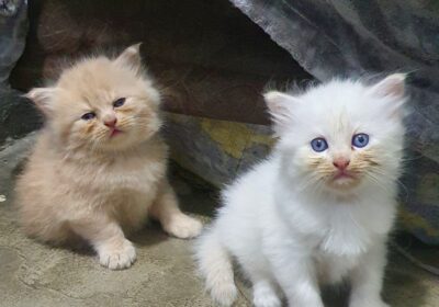 8616bd14-c862-4989-8900-bd8caaadc45e