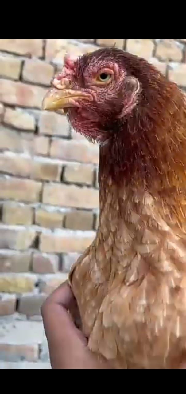 Aseel madi looking for a new shelter