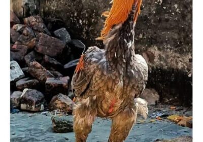 8871688e-7513-4d5d-8a3c-009906d213dd