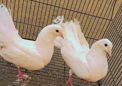 8a326d98-3a9c-46aa-990a-2c78ccacfd29