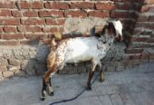 Kashmiri goat for sale
