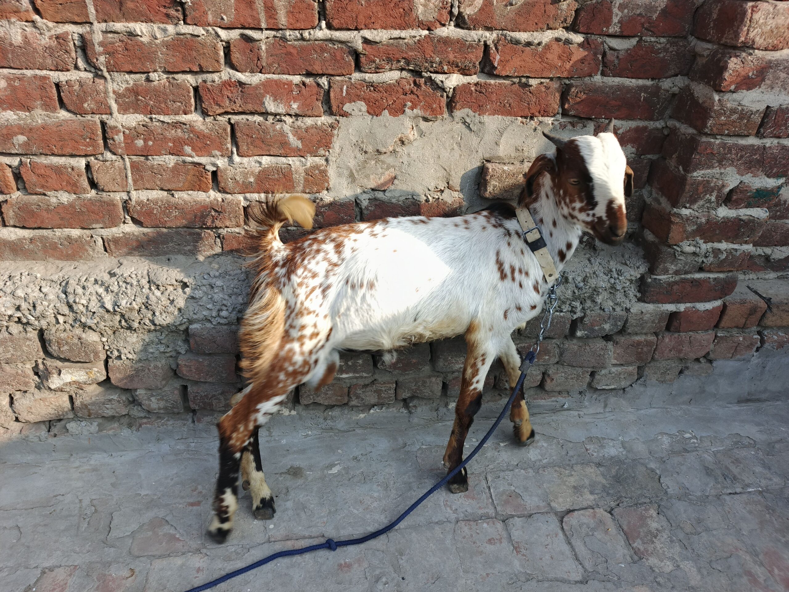 Kashmiri goat for sale
