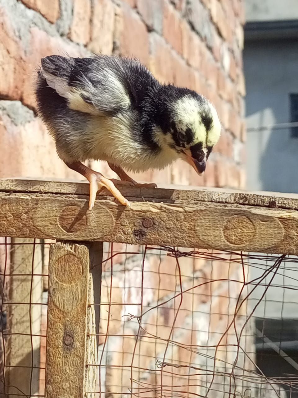 Mianwali aseel chick 1 month