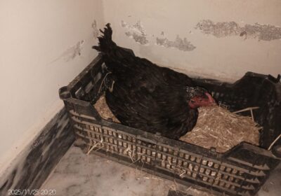 8f866ec1-c607-4403-8f9e-c0ace8dcc0ef