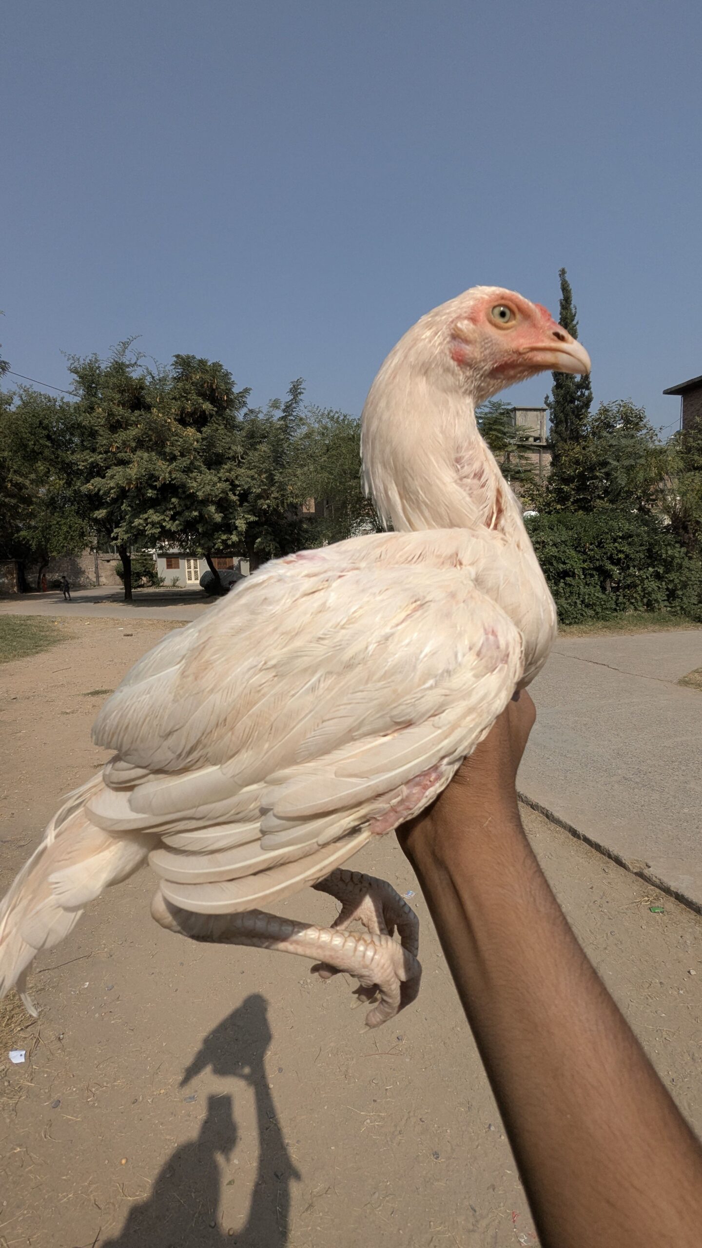 HEERA ASEEL PAIR FOR SALE