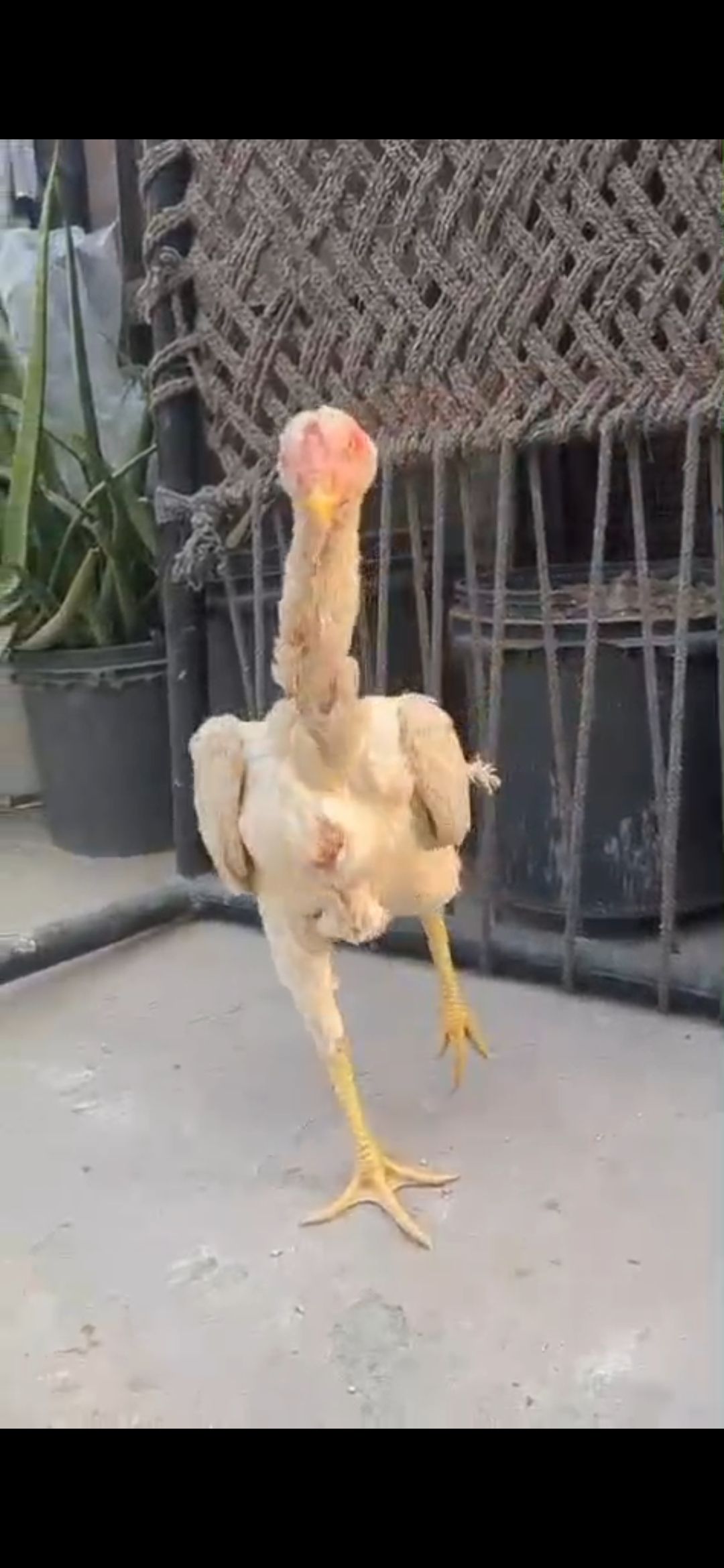 King shamo fimal bohat achai pahthi hai ready to breed